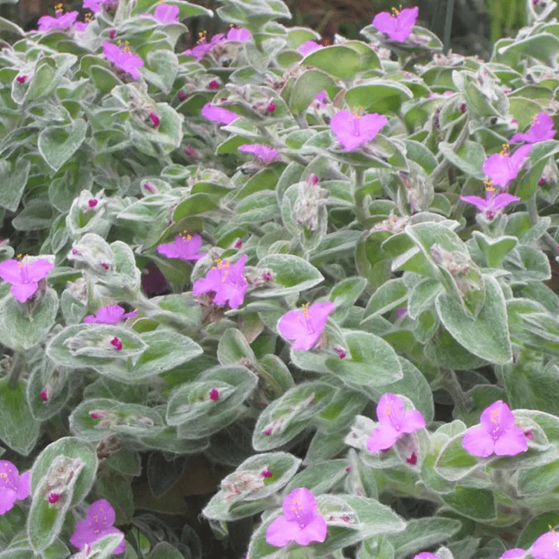 Des images de diff�rentes plantes